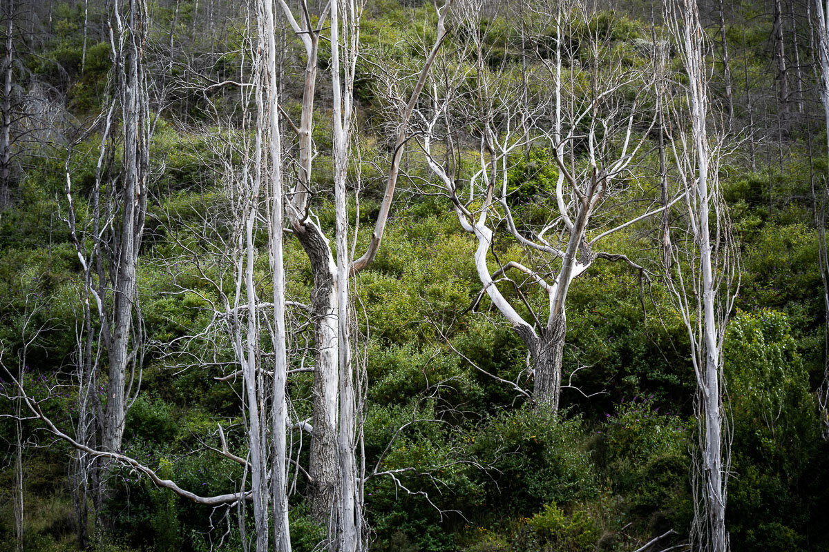 textures-queenstown-landscape-trees-south-island-new-zealand-photography.jpg