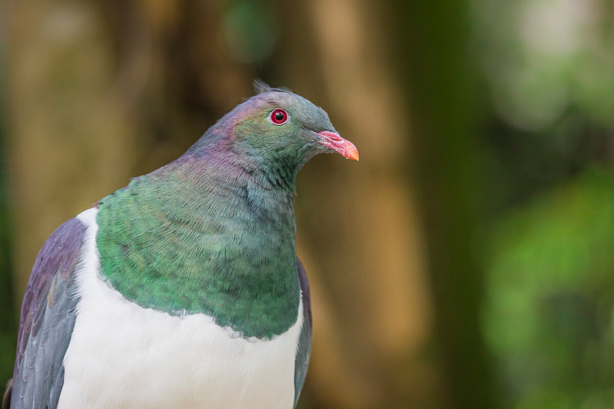 kereru-new-zealand-wood-pigeon-birds-native-species-fauna-south-island-queenstown.jpg