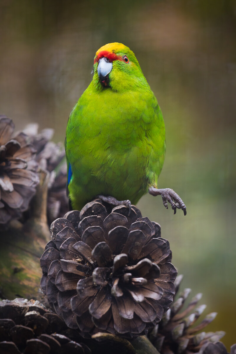 kakariki-new-zealand-yellow-crowned-parakeet-parrots-south-island-forest-birdlife-kiwi-park-fauna.jpg