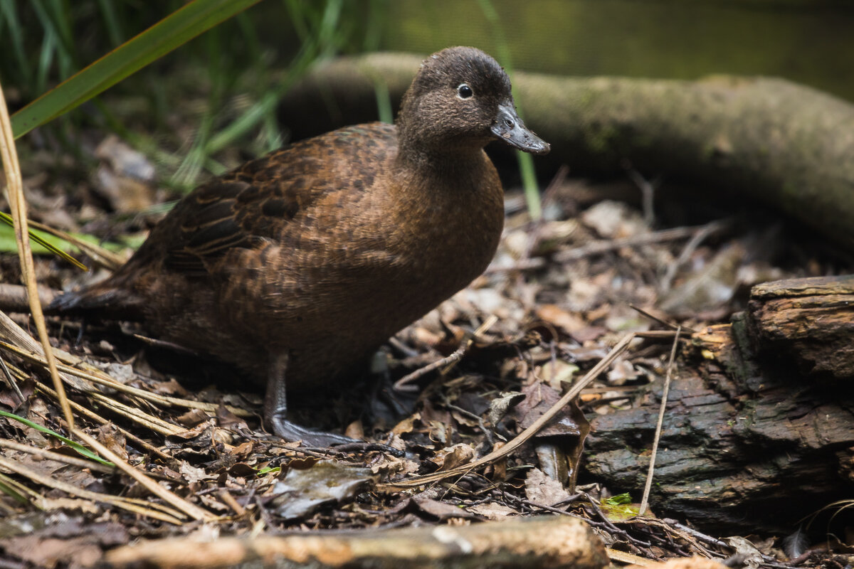 little-duck-endemic-new-zealand-queenstown-kiwi-birdlife-park-south-island.jpg