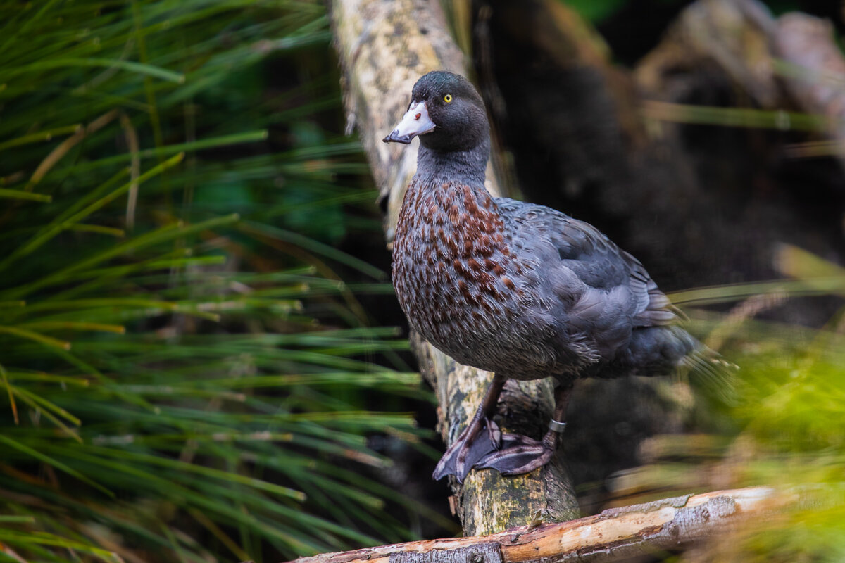 queenstown-birdlife-kiwi-park-endemic-duck-whistling-native-species-new-zealand-ducks.jpg