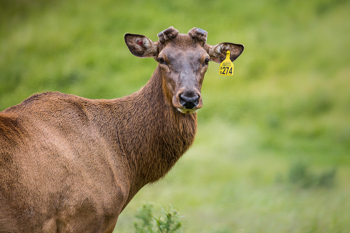 deer-country-farmland-farming-new-zealand-farm-agriculture.jpg