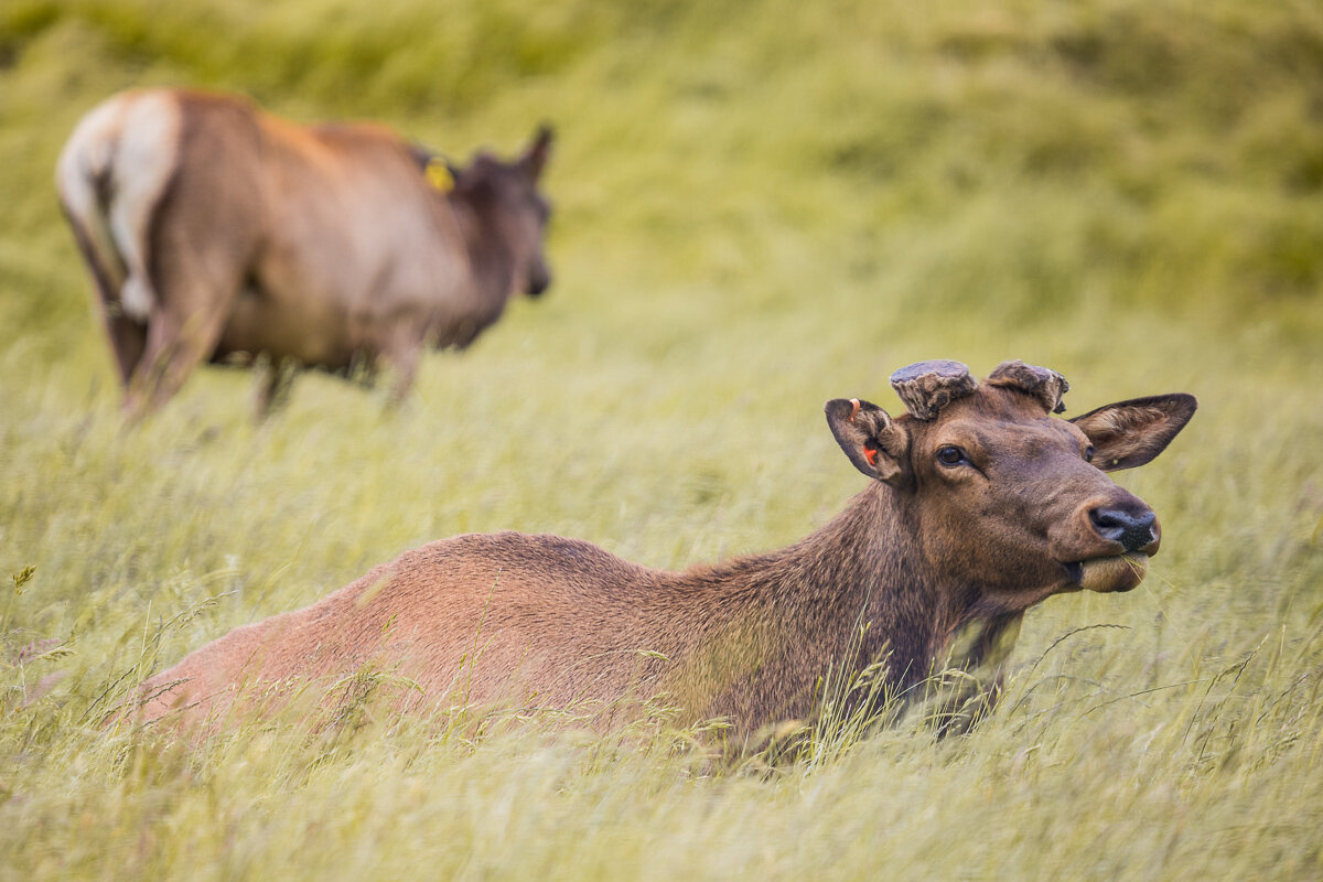 deer-south-island-agriculture-farming-venison-farmland-countryside-rural.jpg