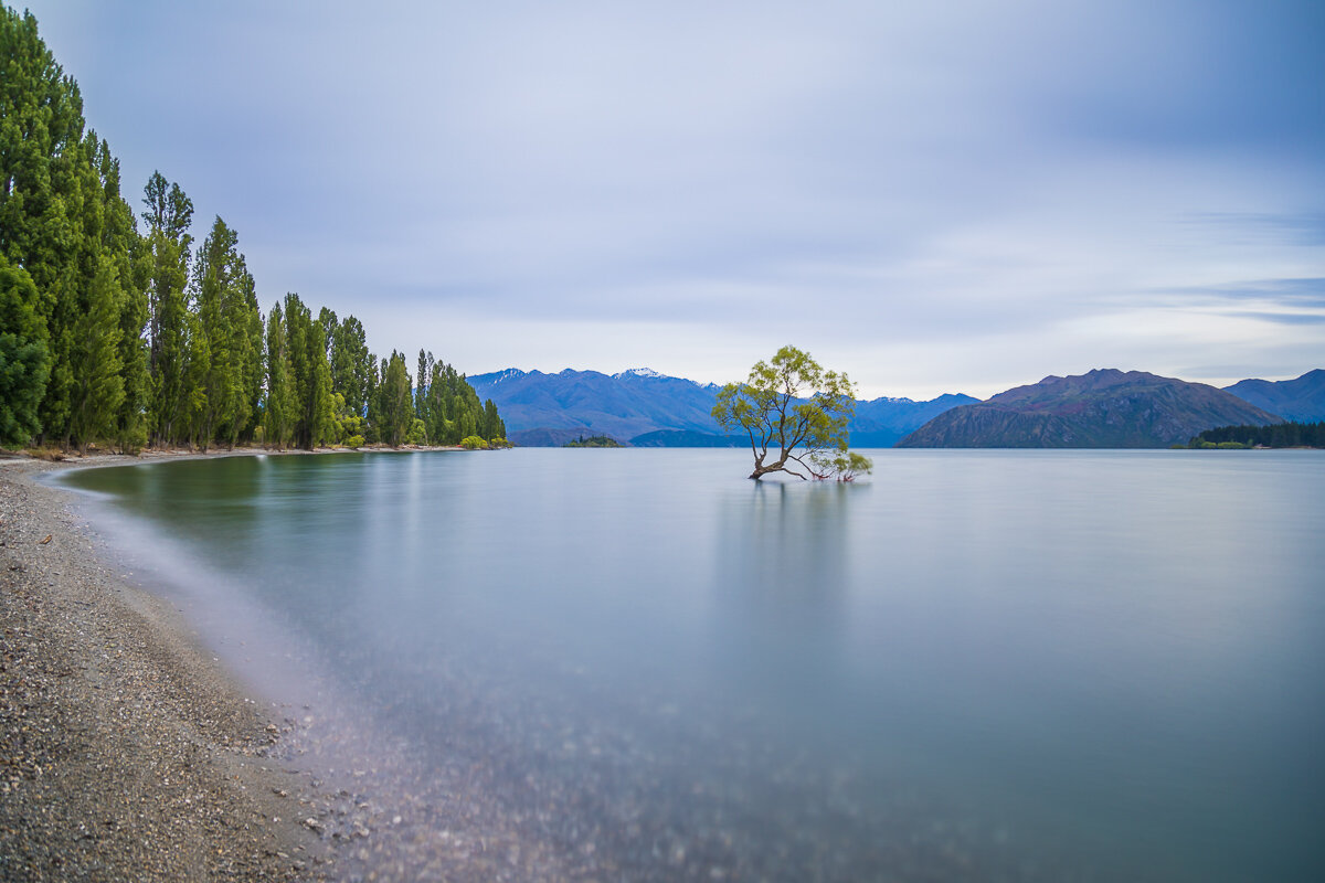 summer-morning-that-wanaka-tree-south-island-new-zealand-famous-landscapes-NZ.jpg