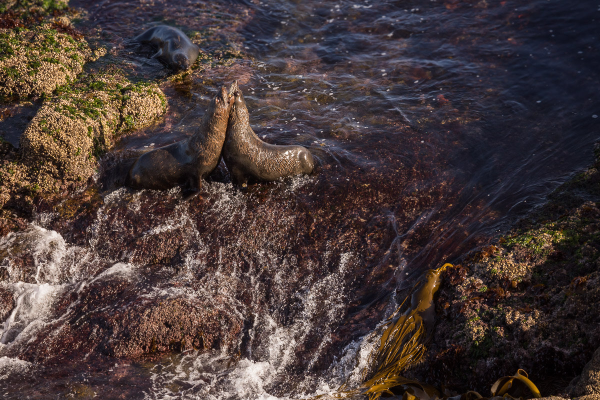 fighting-new-zealand-fur-seals-elm-wildlife-tour-dunedin-new-zealand-watching-mammals-marine.jpg