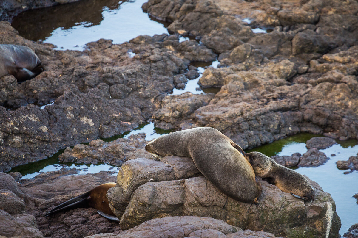 fur-seal-pup-mother-elm-wildlife-tour-fauna-endemic-new-zealand-animals-marine-mammal.jpg