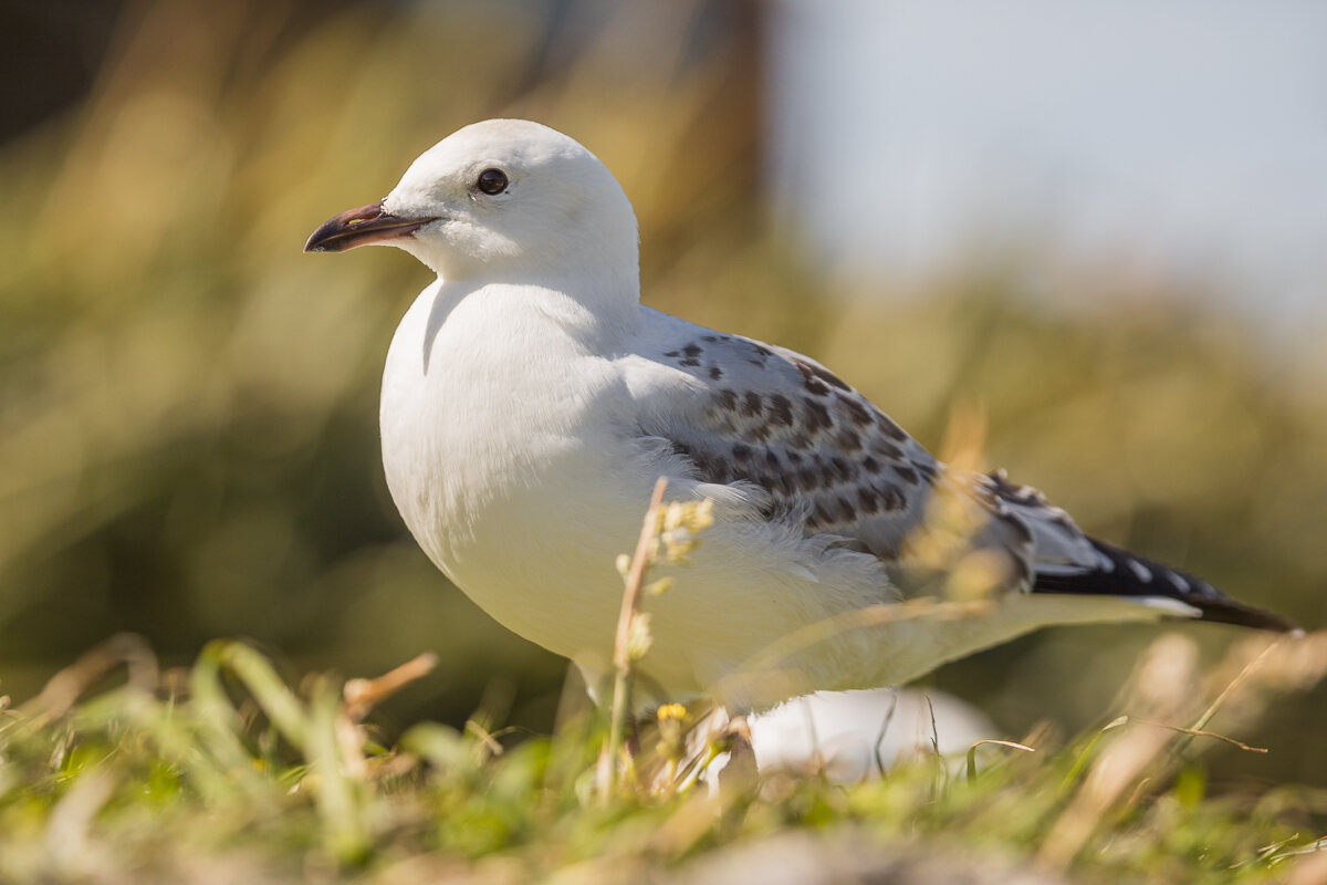seagull-gull-elm-wildlife-tour-new-zealand-sunset-light-dunedin-fauna.jpg