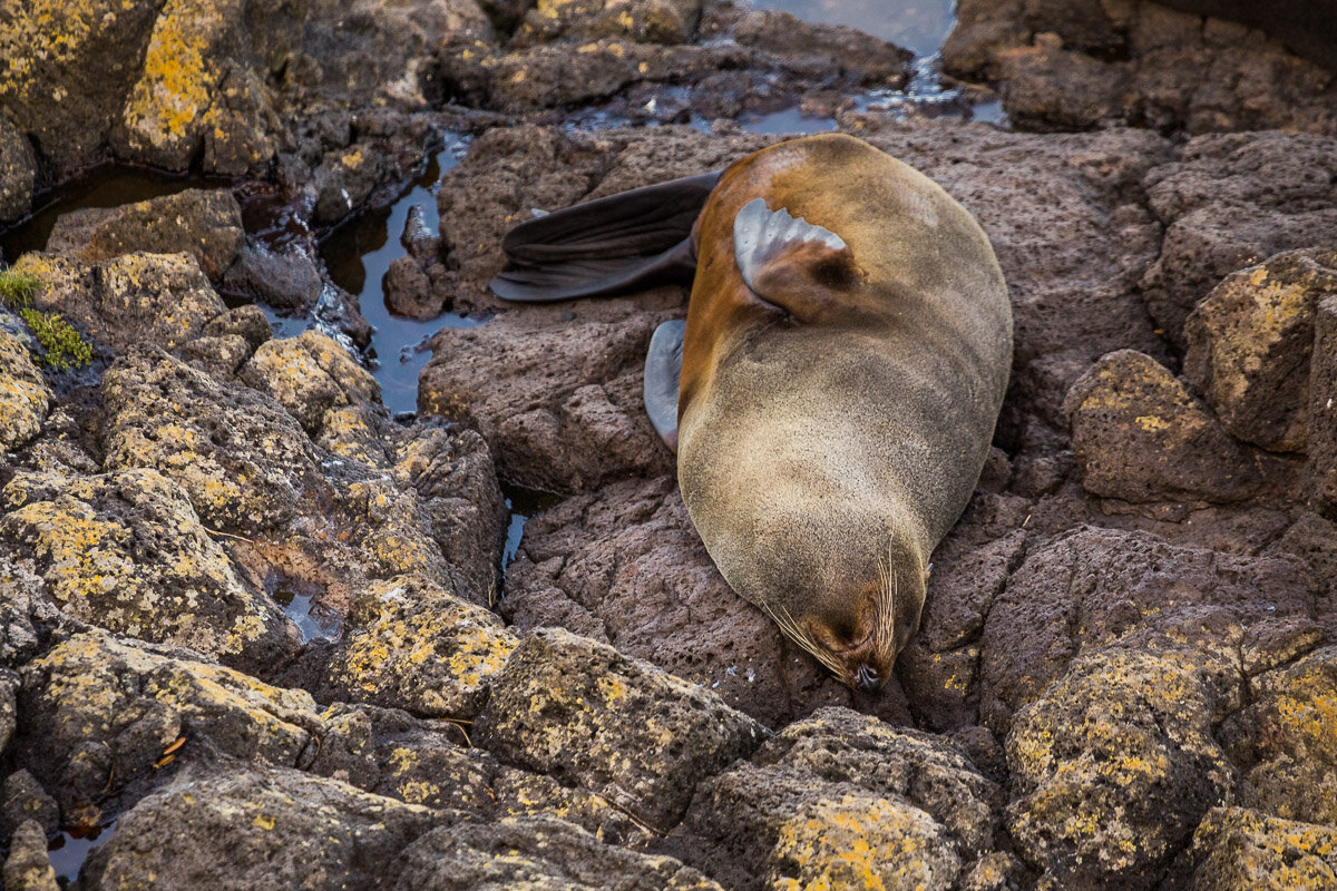 sleeping-fur-seal-mammal-marine-wildlife-animal-fauna-new-zealand-fur-seal.jpg