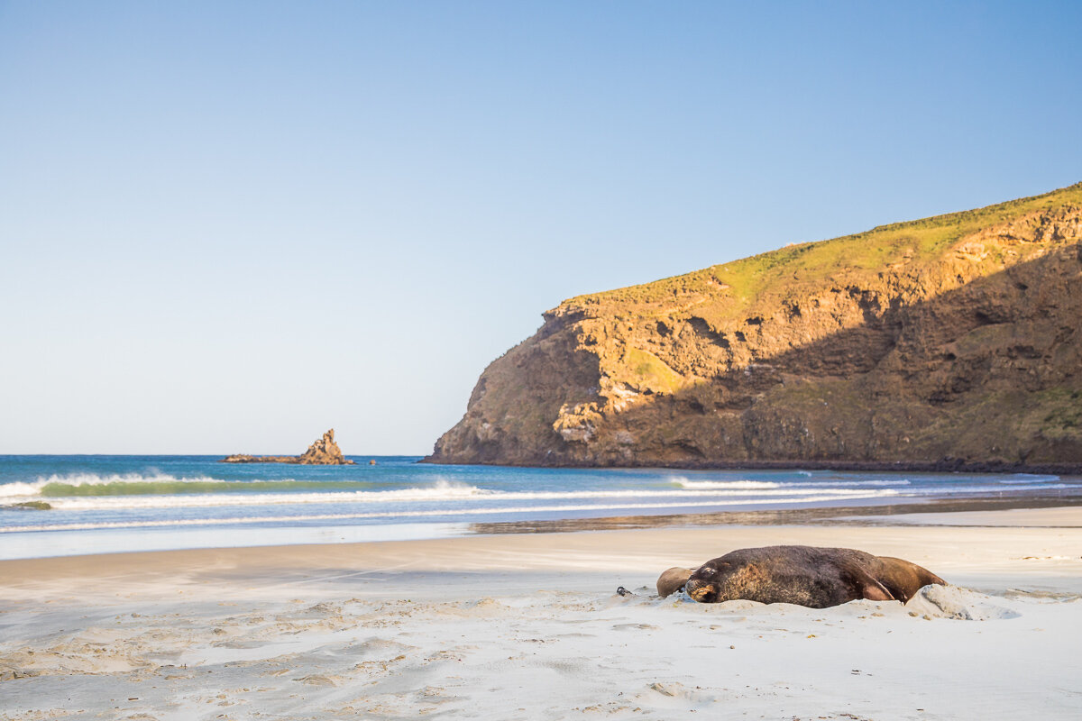 sea-lions-new-zealand-beach-coast-dunedin-NZ-south-island-roadtrip-photography.jpg