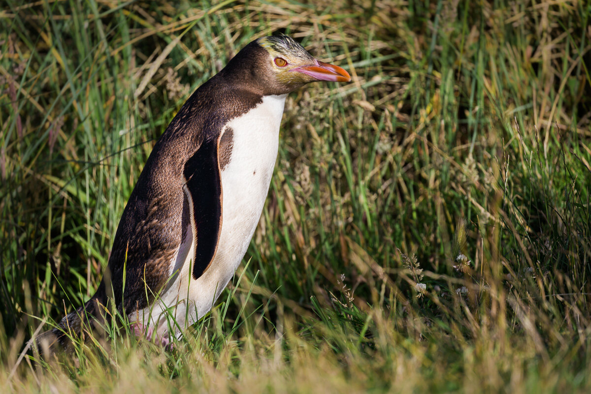 yellow-eyed-penguin-elm-wildlife-tour-south-island-new-zealand-dunedin.jpg