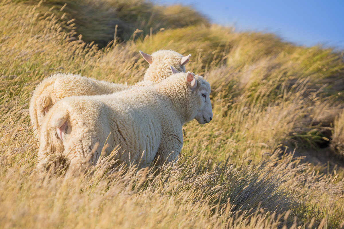 new-zealand-sheep-farm-sunset-lamb-lambs-agriculture-countryside-farmland.jpg