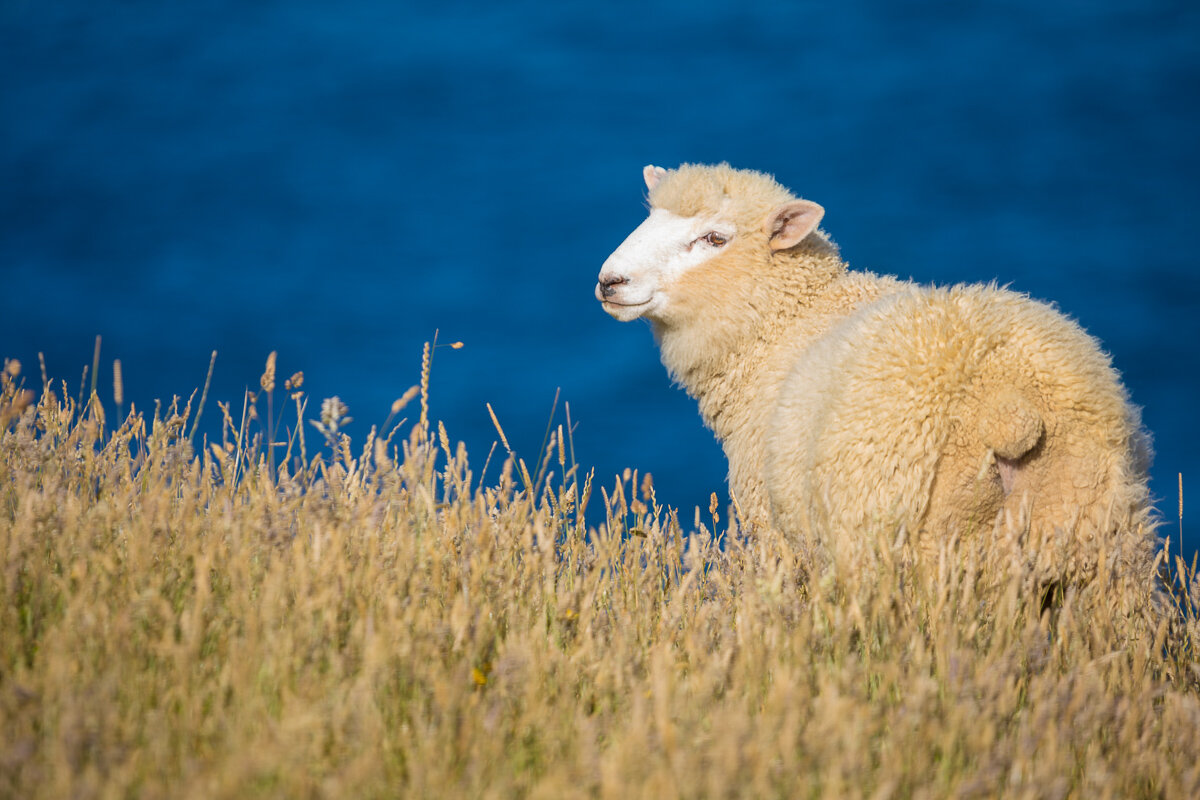 sheep-ocean-farmland-countryside-new-zealand-dunedin-farm-agriculture-rural.jpg