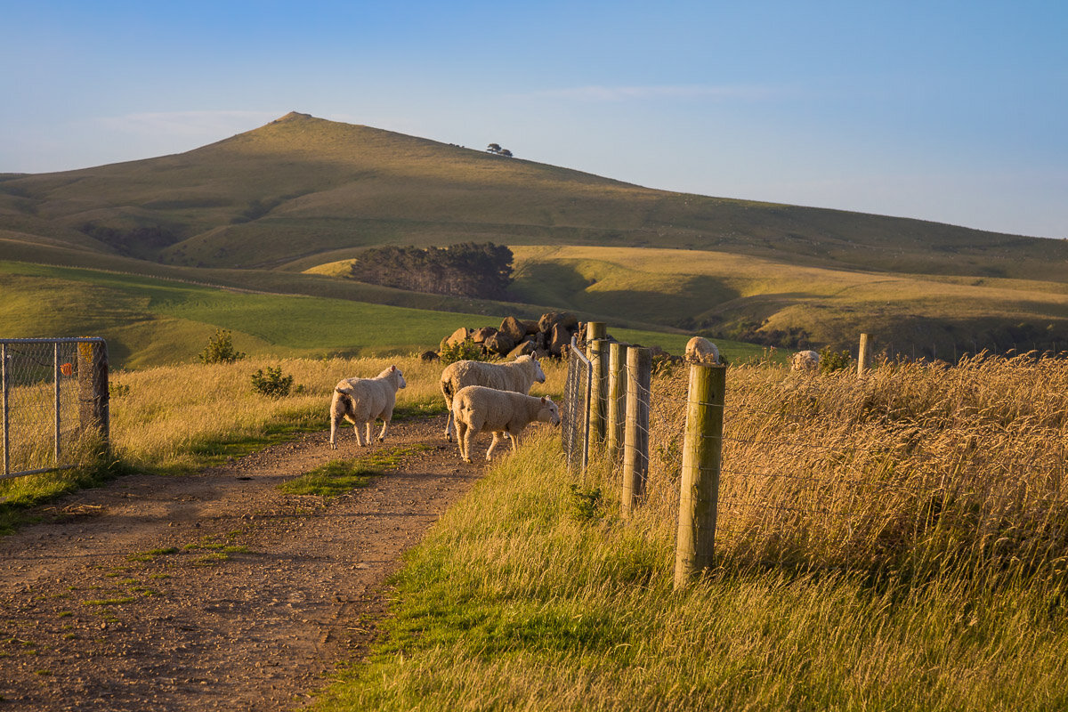sheep-new-zealand-farm-dunedin-agriculture-farmland-rural-countryside-photography-south-island-NZ.jpg