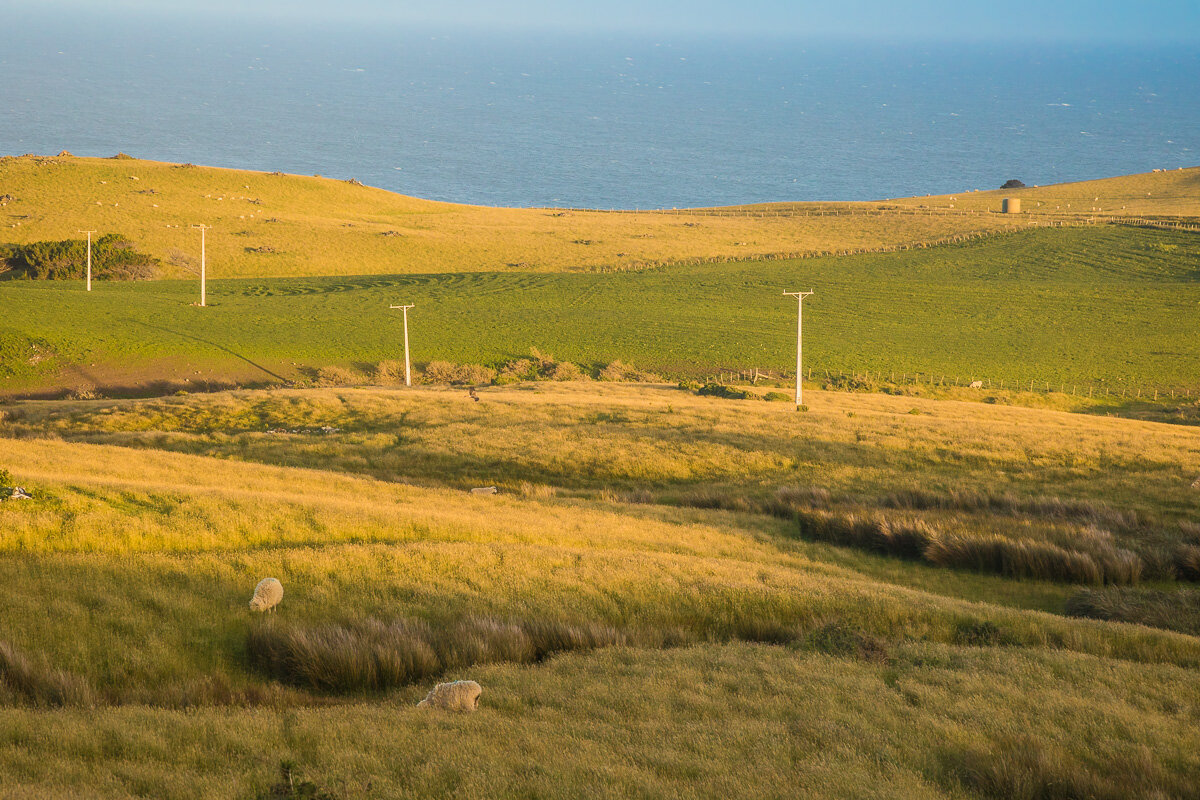 new-zealand-sheep-farm-coastline-ocean-dunedin-sunset-south-island-NZ-landscape-photography.jpg