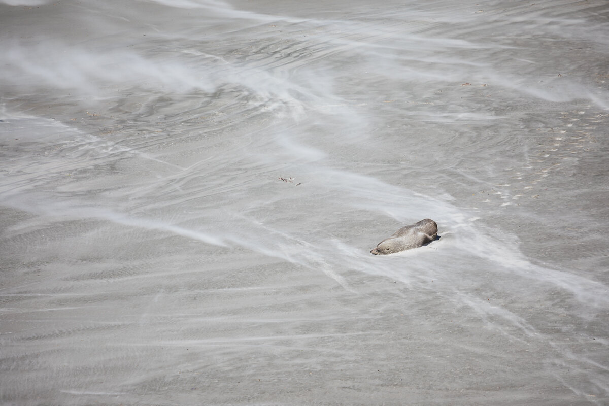 sealion-beach-wind-sand-penguin-place-view-coastline-ocean.jpg