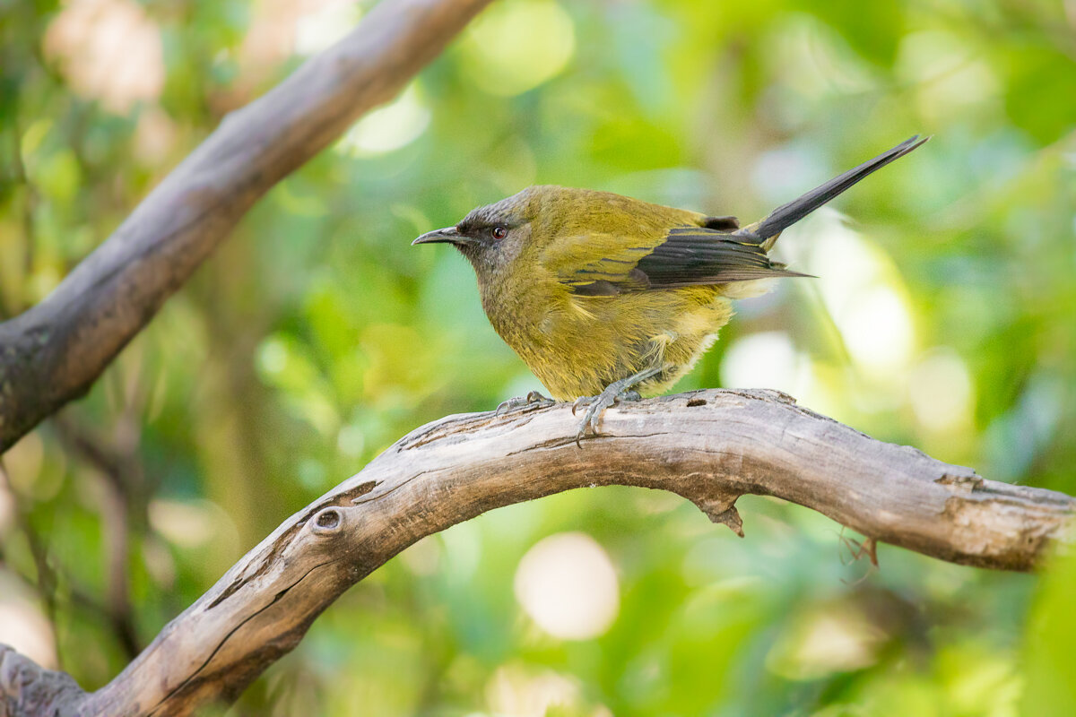 bird-watching-new-zealand-wildlife-ecosanctuary-orokonui-reserve-dunedin-south-island-NZ.jpg