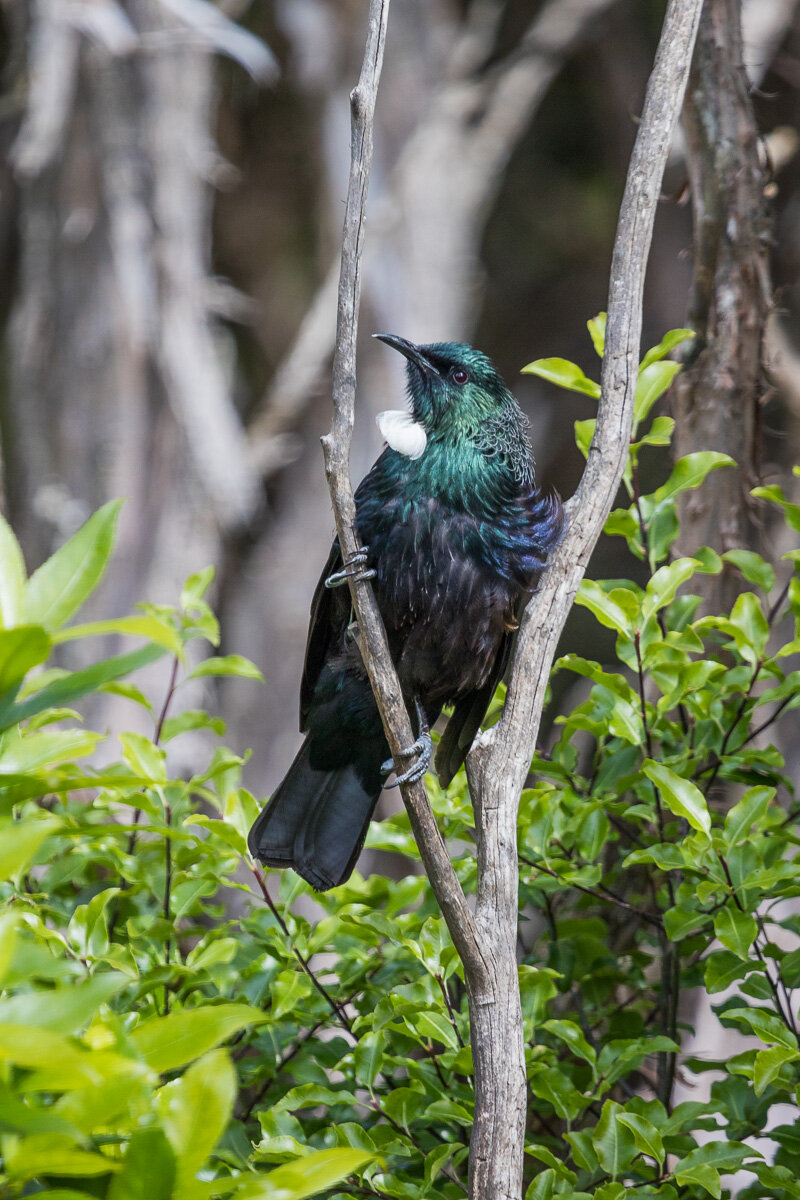 tui-orokonui-ecosanctuary-birds-fauna-new-zealand-endemic-bird-species.jpg