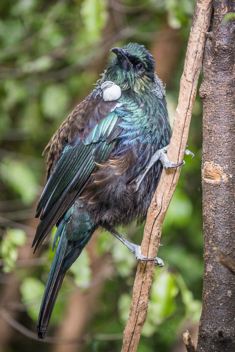 tui-orokonui-ecosanctuary-walk-tramp-wildlife-reserve-endemic-species.jpg