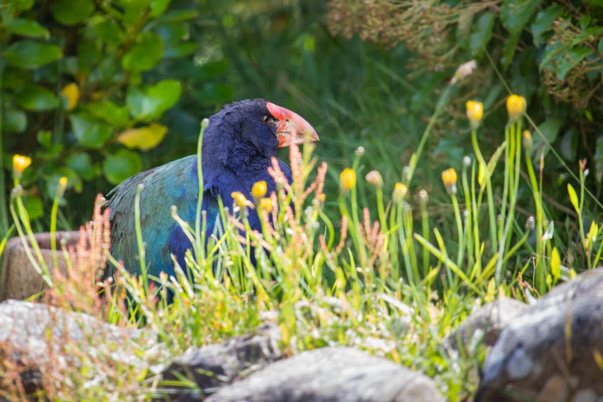 takahe-rare-endemic-birds-new-zealand-bird-watching-photography-orokonui-ecosanctuary.jpg