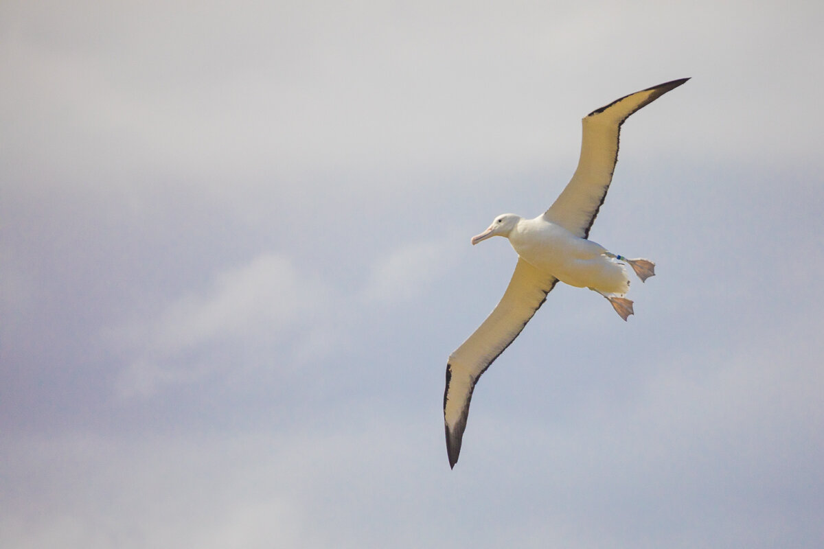 albatross-wingspan-royal-albatross-centre-dunedin-bird-flight.jpg