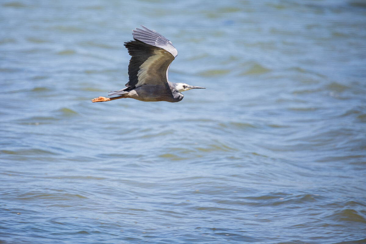 new-zealand-south-island-dunedin-wildlife-egret-flight-watching-bird.jpg