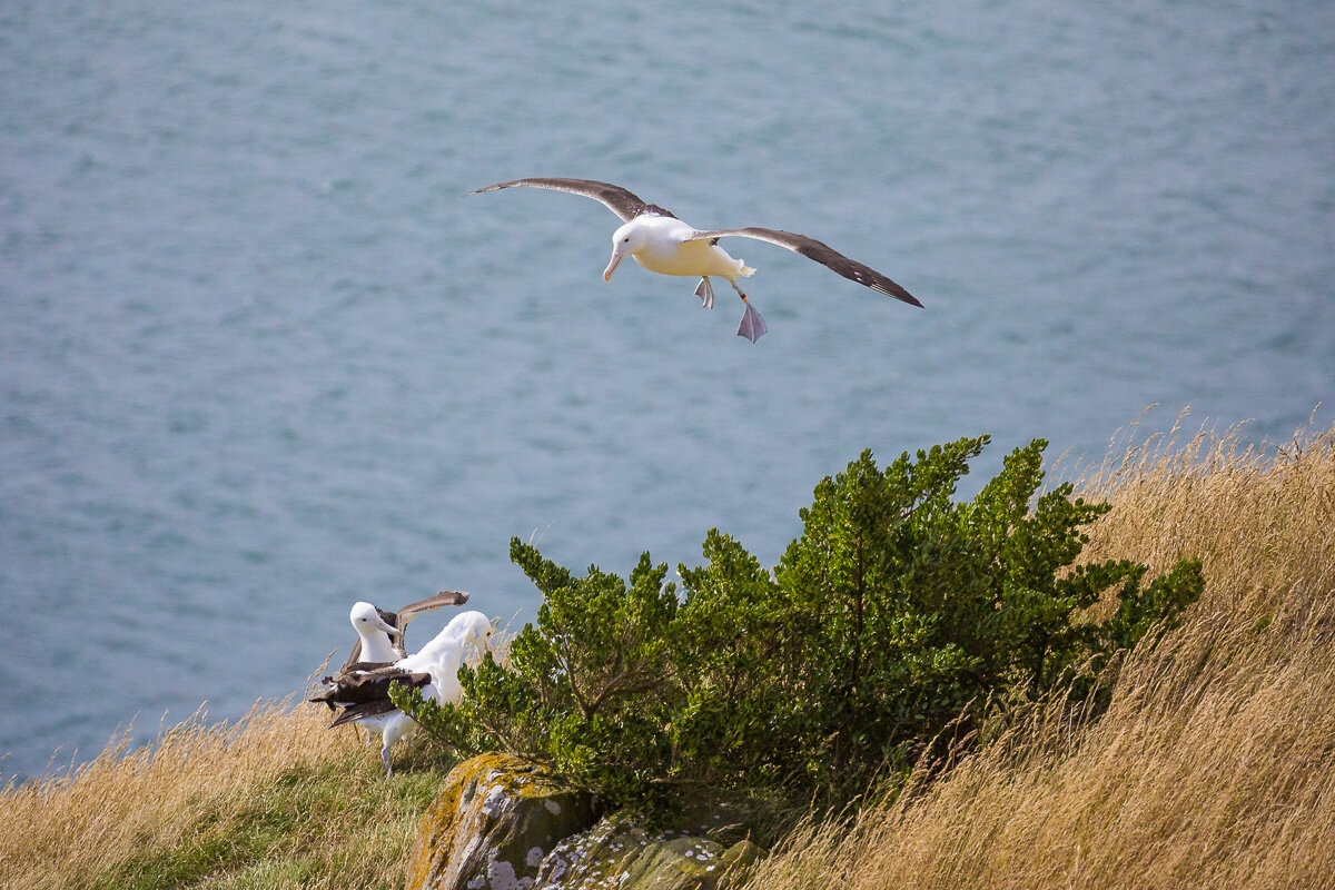 new-zealand-royal-albatross-centre-center-dunedin-flight-ocean-coastline.jpg