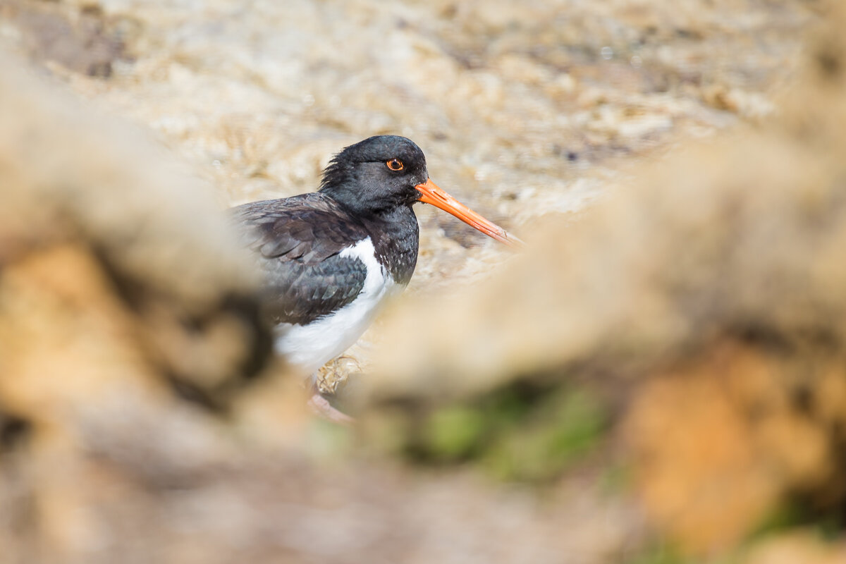 oyster-catcher-bird-new-zealand-south-island-dunedin-bird-watching-south-island-photography.jpg