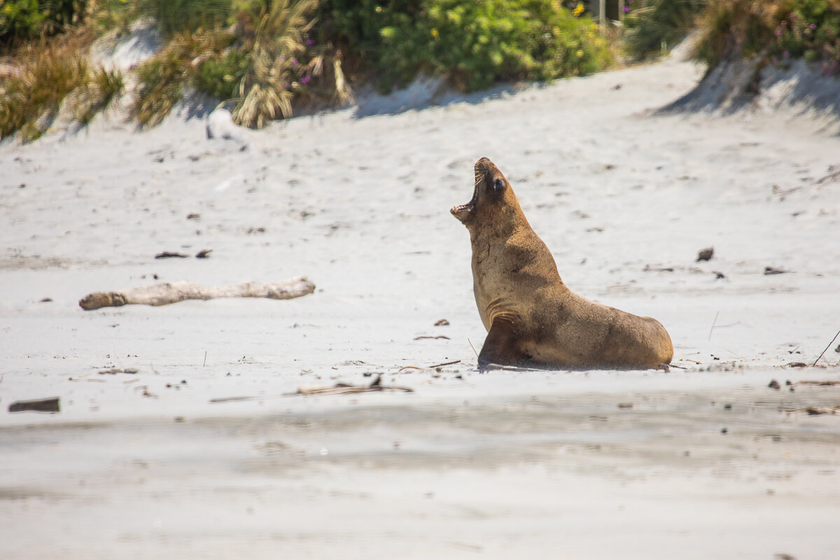 sealion-beach-coastline-wildlife-dunedin-new-zealand-sea-lion-mammal.jpg