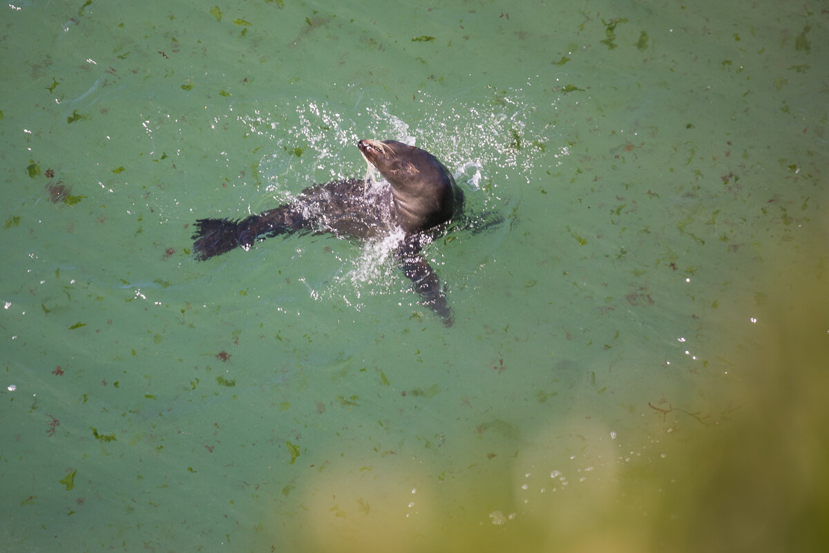 swimming-fur-seal-new-zealand-marine-wildlife-NZ-dunedin-photography.jpg