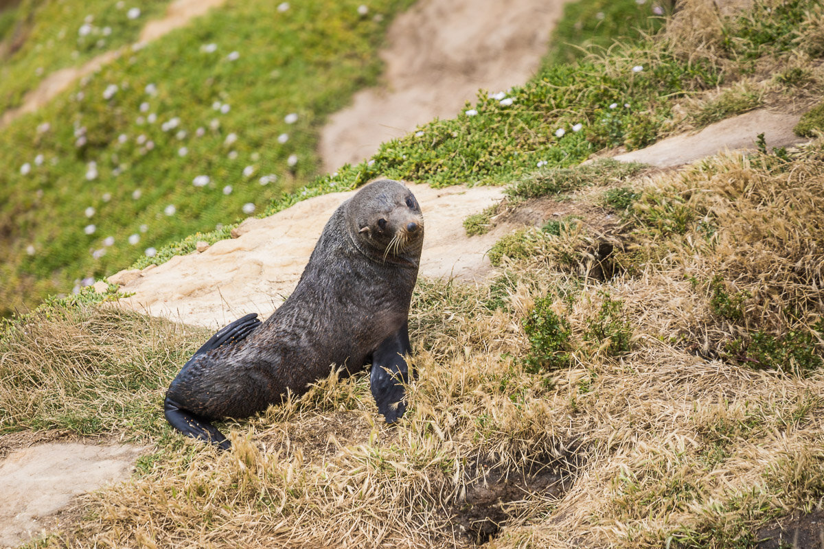 endemic-new-zealand-fur-seal-south-island-katiki-point-moeraki-beach.jpg
