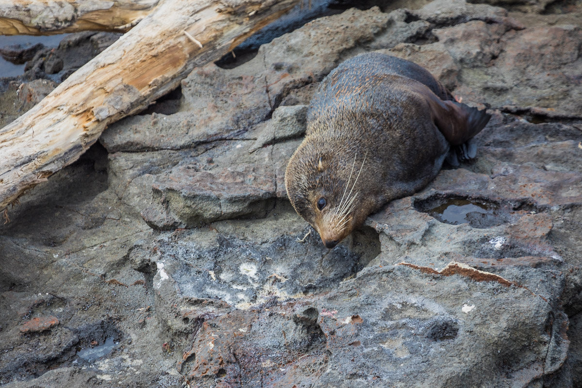 new-zealand-fur-seal-rock-coastline-katiki-point-sea-ocean-marine-mammal.jpg