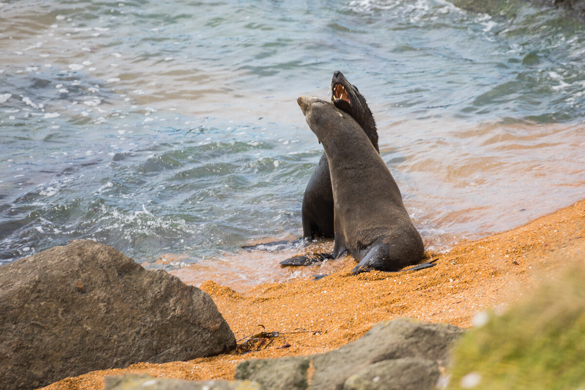 fur-seals-red-sand-moeraki-katiki-point-wildlife-photography.jpg
