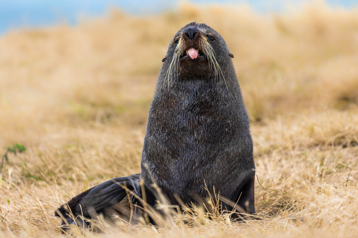 new-zealand-fur-seal-tongue-out-katiki-point-lighthouse-moeraki-south-island.jpg