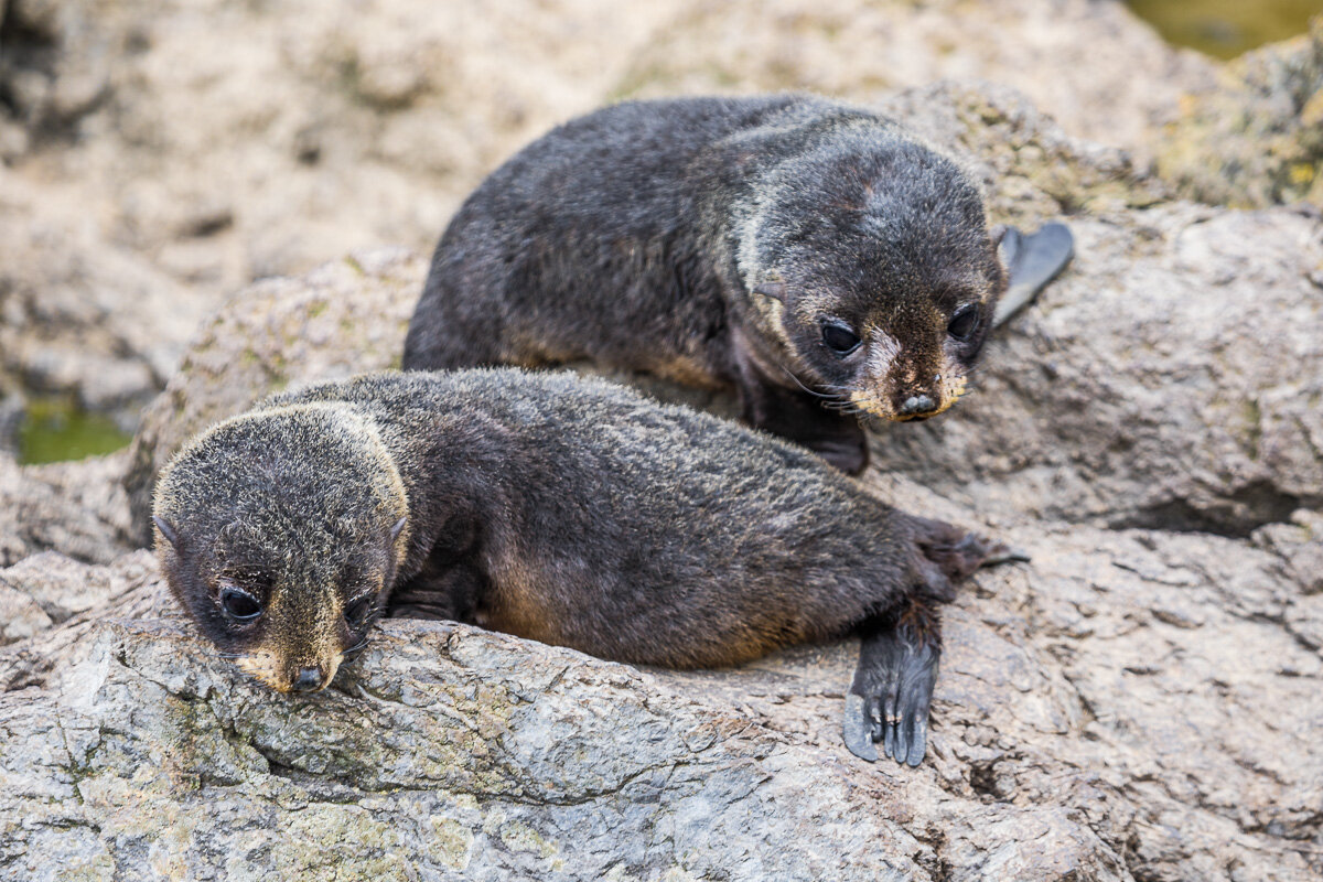 new-zealand-fur-seal-pups-wildlife-akaroa-seal-colony-south-island-new-zealand-daytrip-christchurch-canterbury.jpg