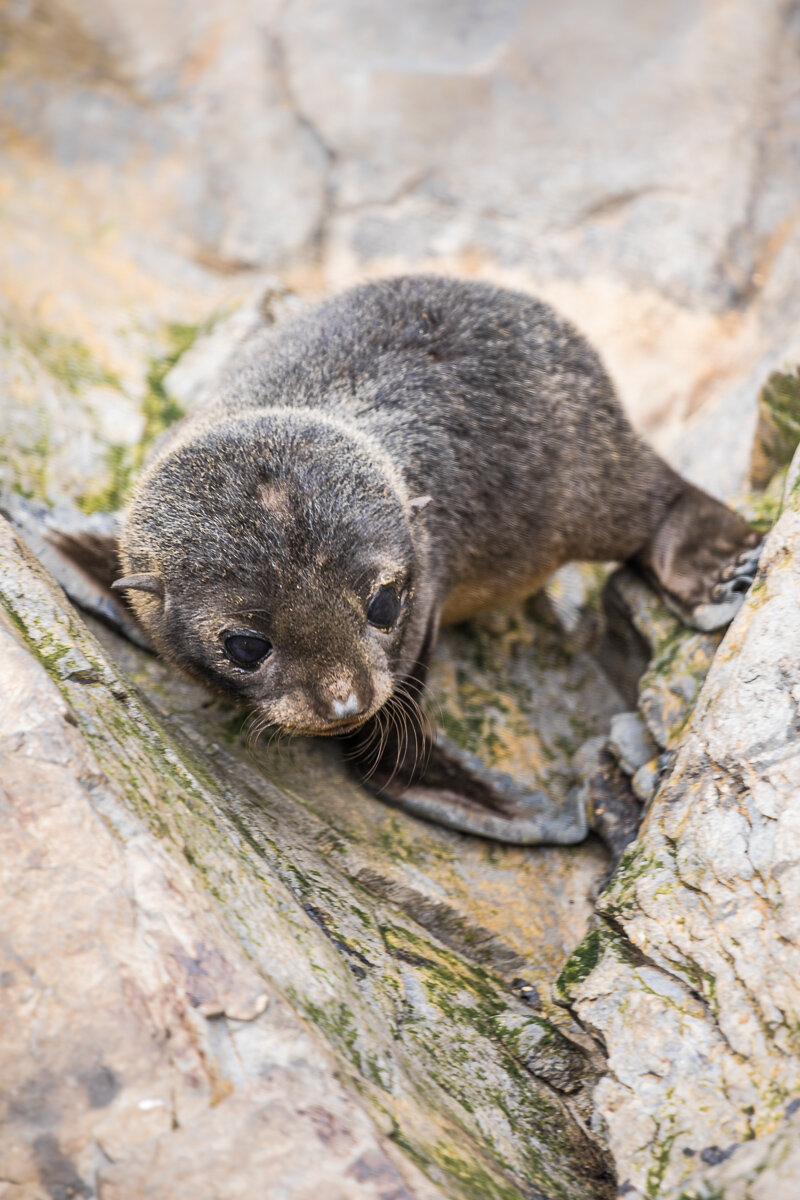new-zealand-fur-seal-pup-wildlife-akaroa-seal-colony-south-island-new-zealand-daytrip-christchurch-CHCH.jpg