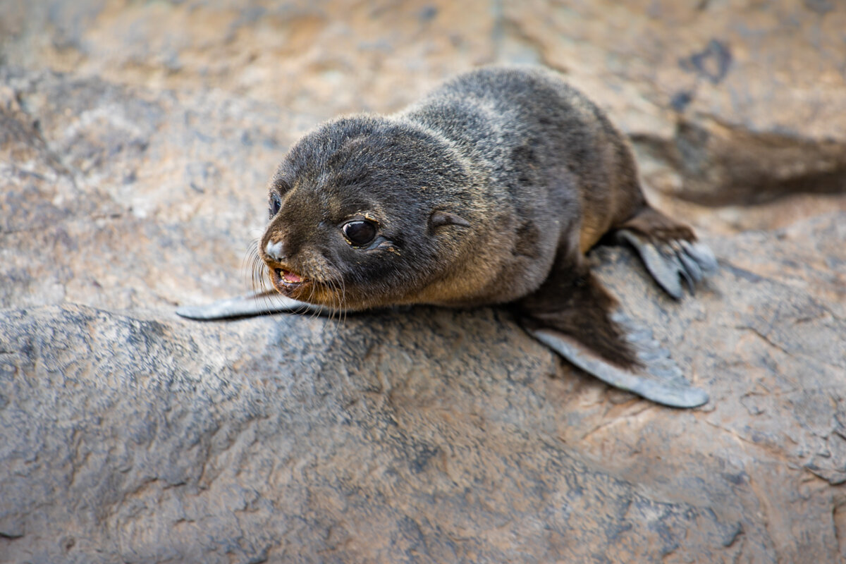 new-zealand-fur-seal-pup-wildlife-akaroa-seal-colony-south-island-new-zealand-daytrip-christchurch-young.jpg