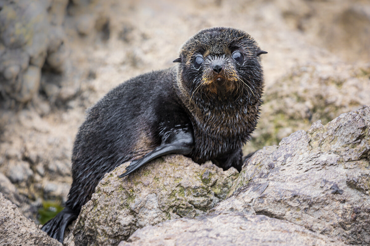 new-zealand-fur-seal-pup-wildlife-akaroa-seal-colony-south-island-new-zealand-daytrip-roadtrip-travel.jpg