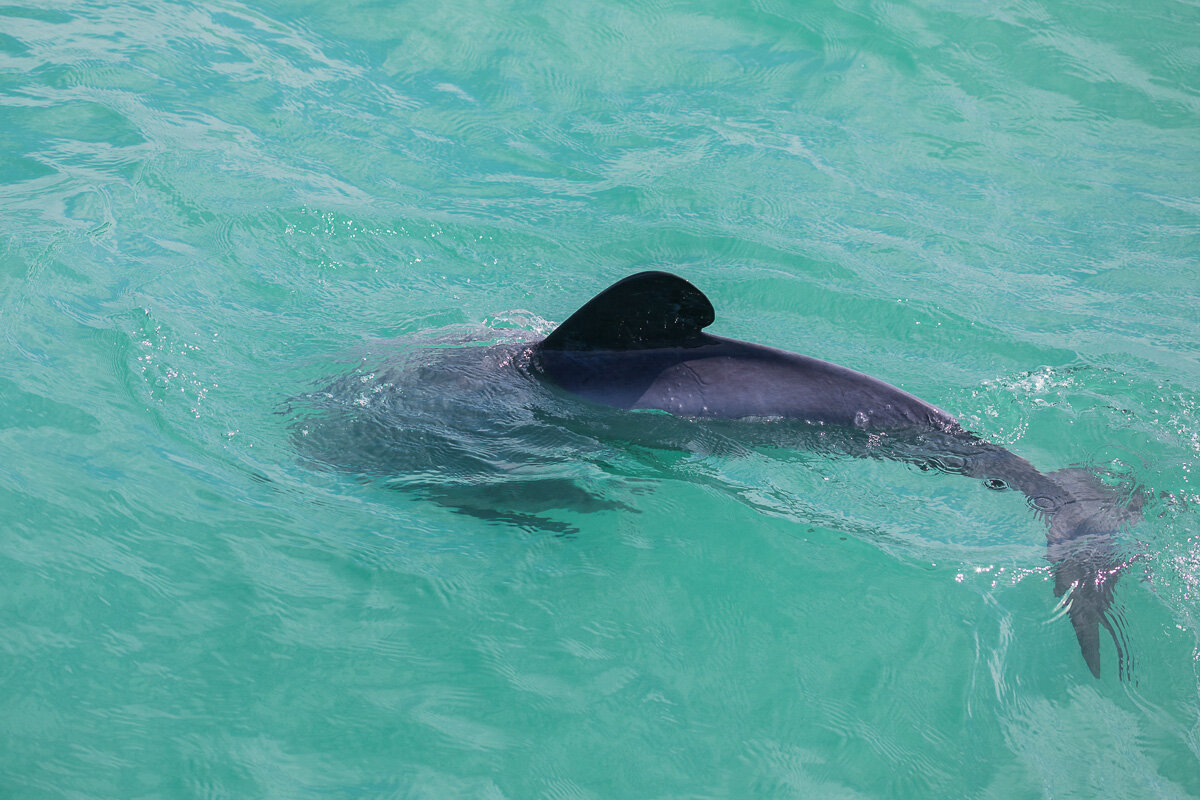 akaroa-hector-dolphins-tour-water-ocean-swimming-wildlife-christchurch-south-island-NZ.jpg