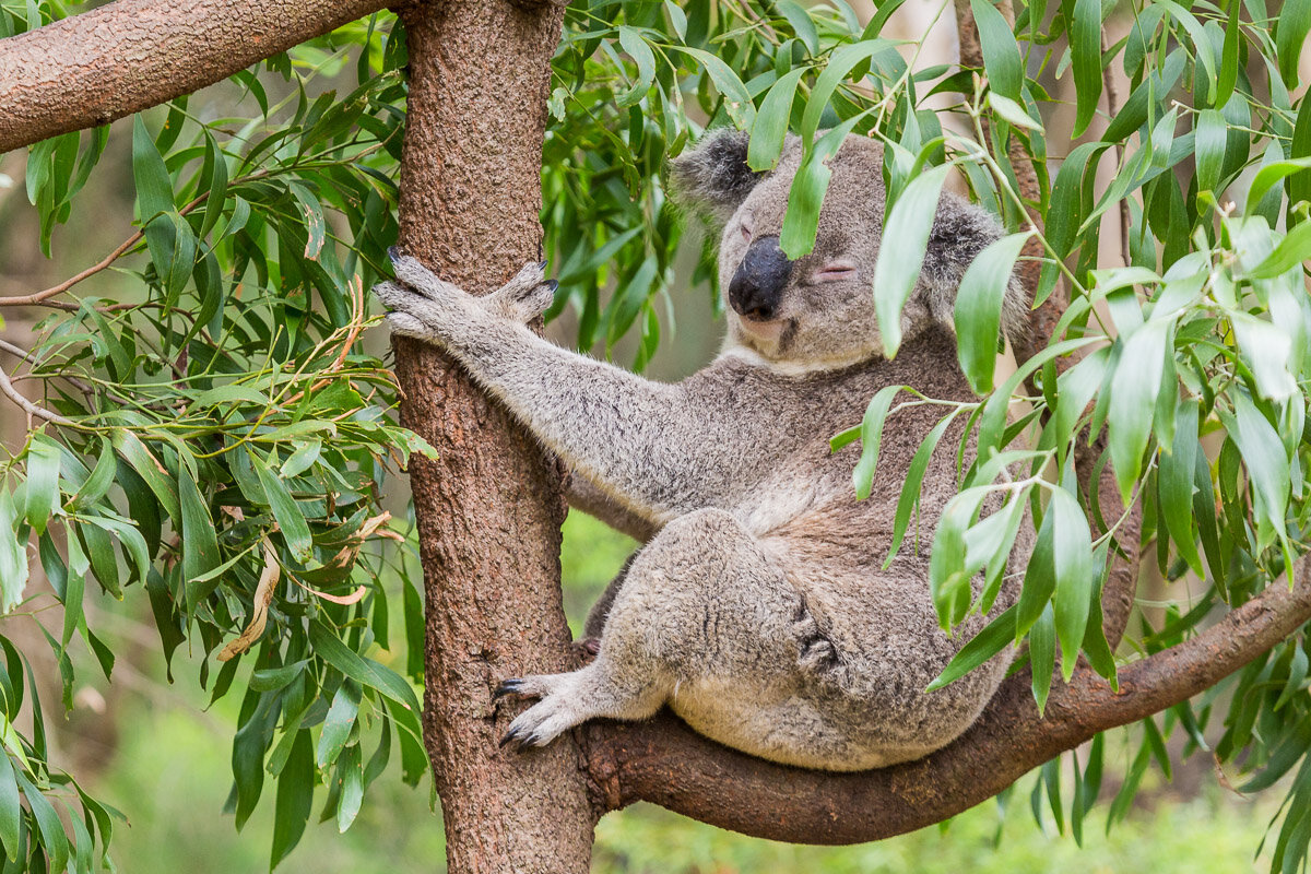 koala-australia-fauna-animals-tree-oceania-travel-new-south-wales-sydney.jpg