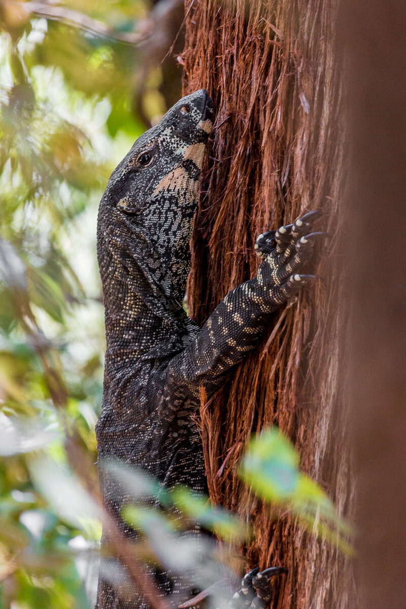 monitor-lizard-australia-fauna-wildlife-australasia-sydney-NSW-travel-roadtrip.jpg