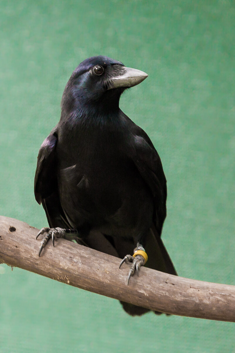 new-caledonian-crow-corvid-bird-fauna-wildlife-animals-pacific-islands-oceania.jpg