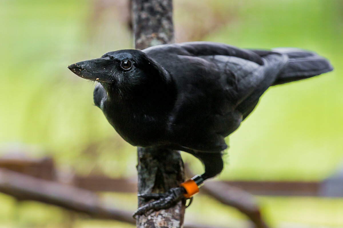 new-caledonian-crow-pacific-island-oceania-fauna-corvid-animal-intelligence-cognition-research-study.jpg