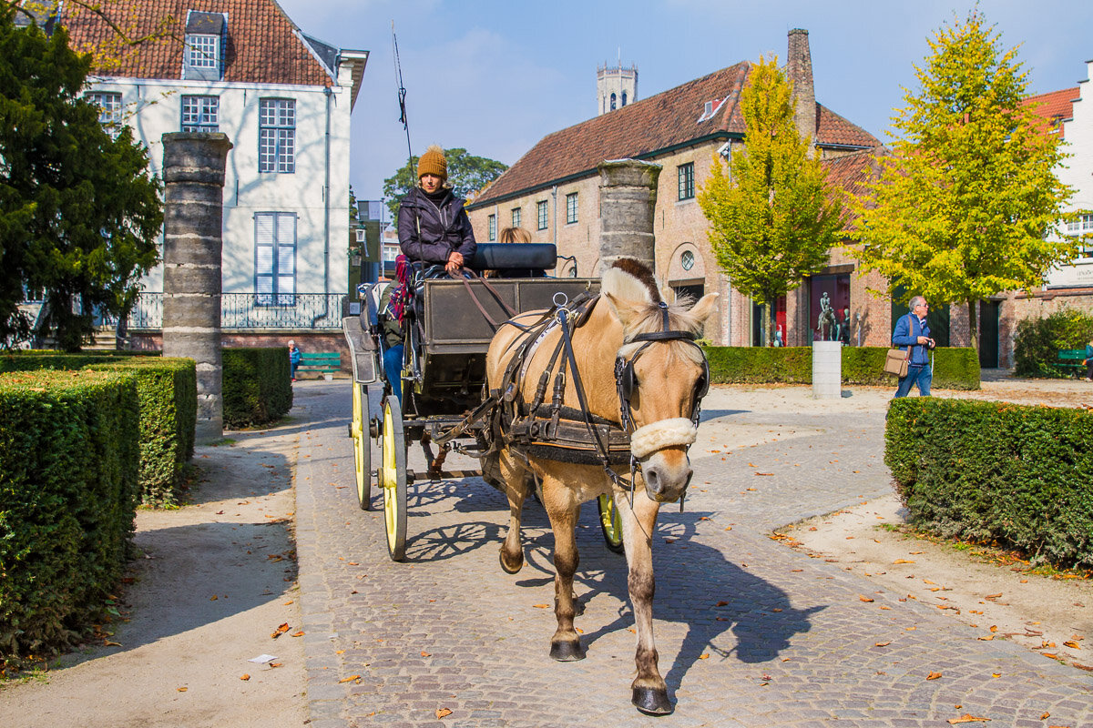 horse-carriage-belgium-tourism-travel-trip-fjord-horse-tourism-trip.jpg