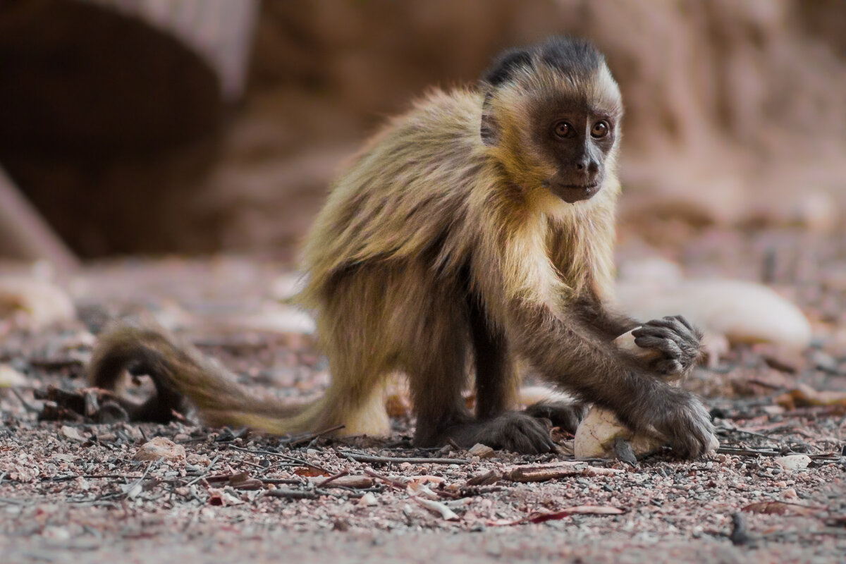 brazil-tool-using-capuchin-monkeys-serra-da-capivara-brasil-south-america-research-animal-intelligence.jpg