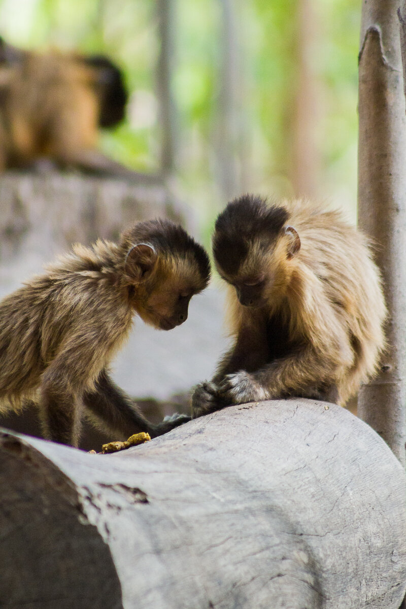 capuchin-monkeys-tool-use-serra-da-capivara-animal-cognition-intelligence-monkey-brasil.jpg