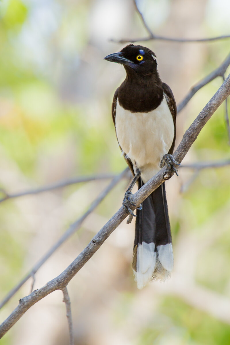 corvid-magpie-travel-brasil-brazil-serra-da-capivara-fauna-wildlife-bird-avian.jpg