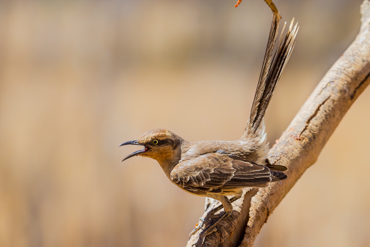 cuckoo-bird-wildlife-fauna-animal-serra-da-capivara-brasil-brazil.jpg