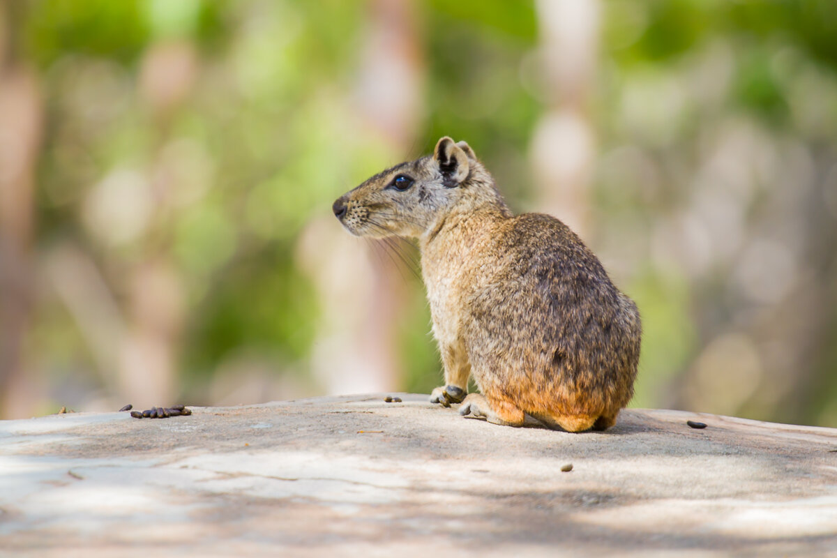 rodent-animal-brasil-brazil-serra-da-capivara-travel-south-america.jpg