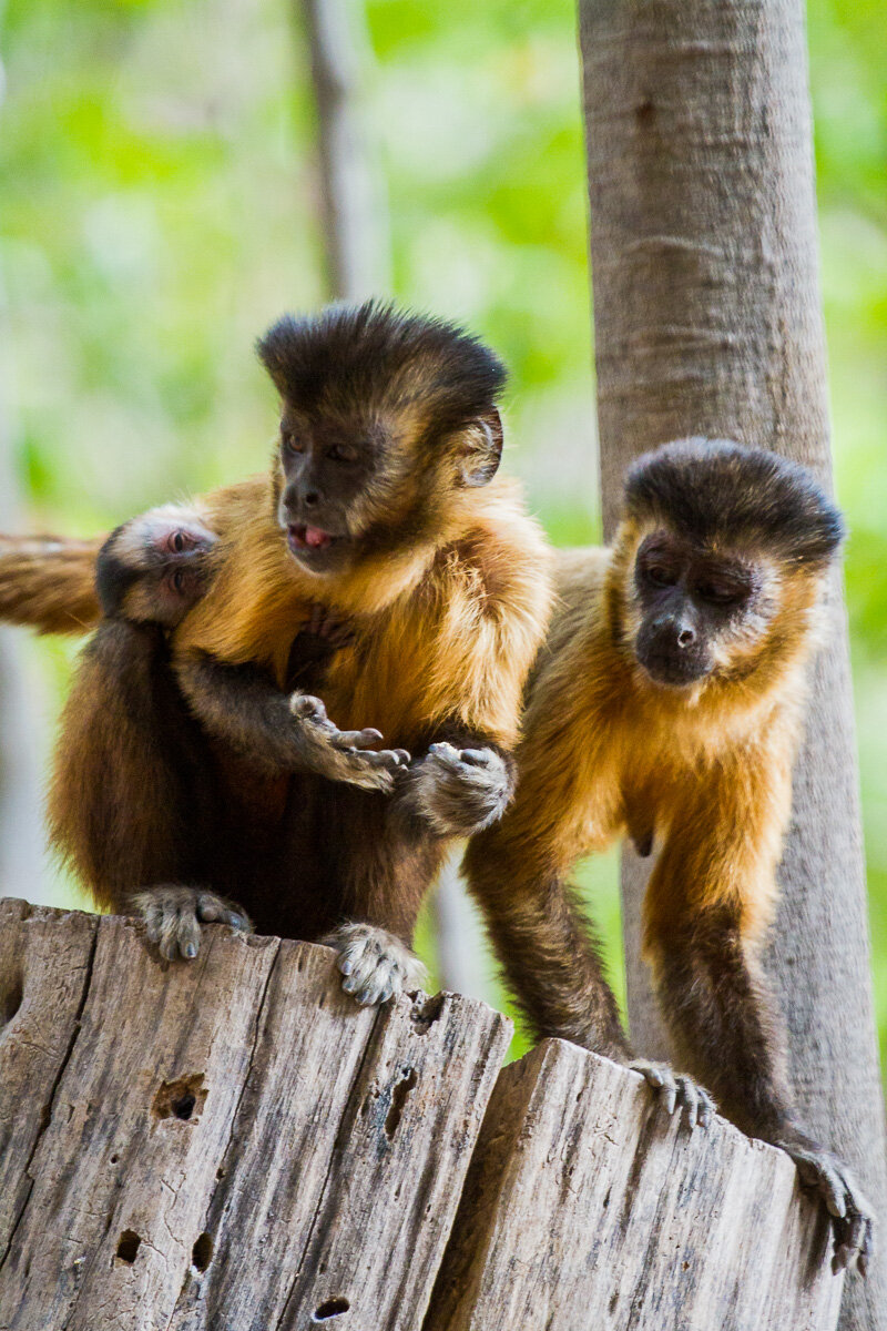 serra-da-capivara-capuchin-monkey-tool-using-brasil-brazil-species-animal-cognition.jpg