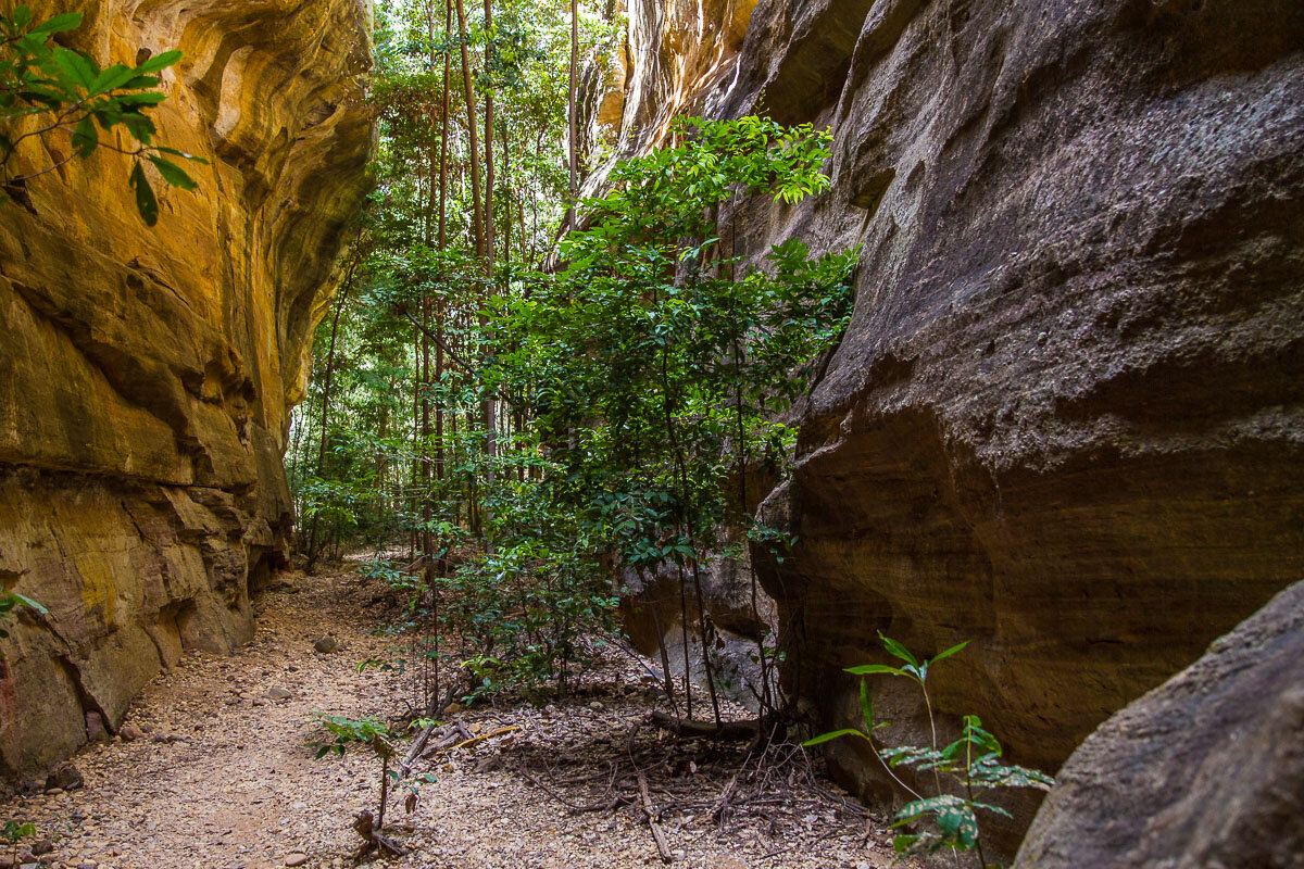 forest-walk-serra-da-capivara-cave-entrance-anthropological-tour-visiting-tourism-travel-sightseeing.jpg